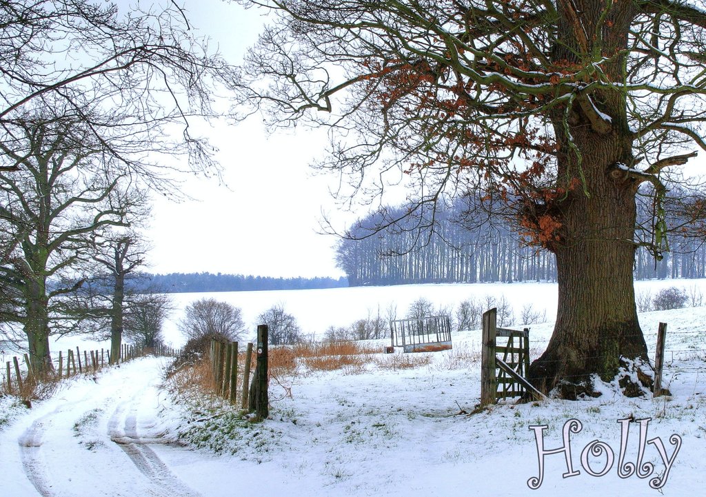 snowwinterlaneholly.jpg
