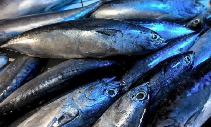 Ilustrasi ikan tongkol