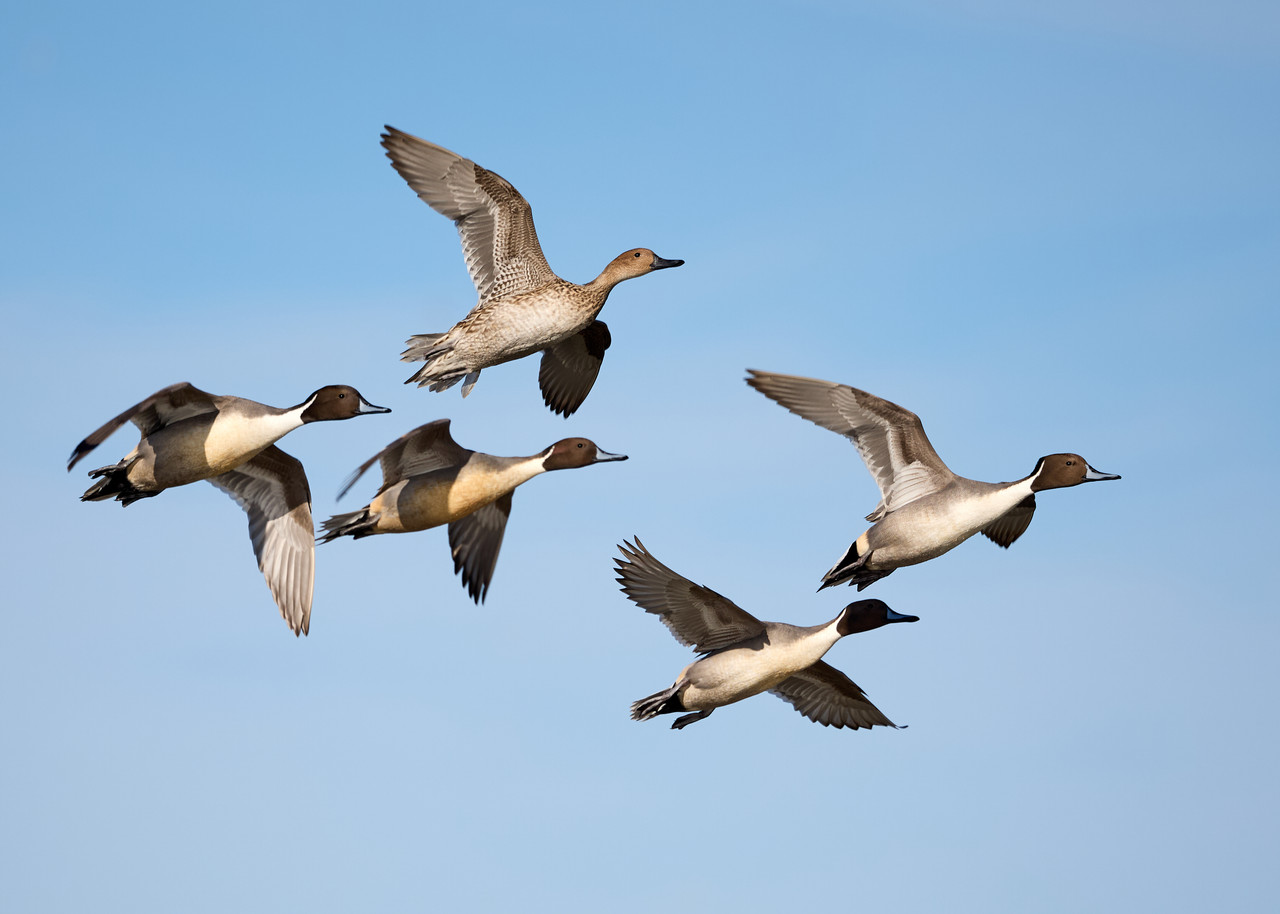 Northern-pintail-courtship-flight-(2025)-104A5137.jpg