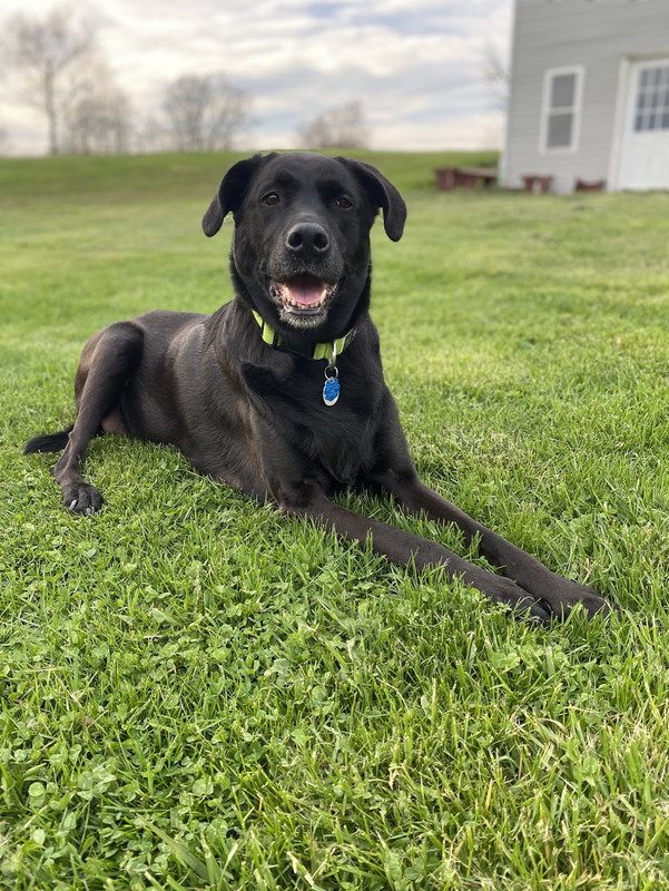 black dog