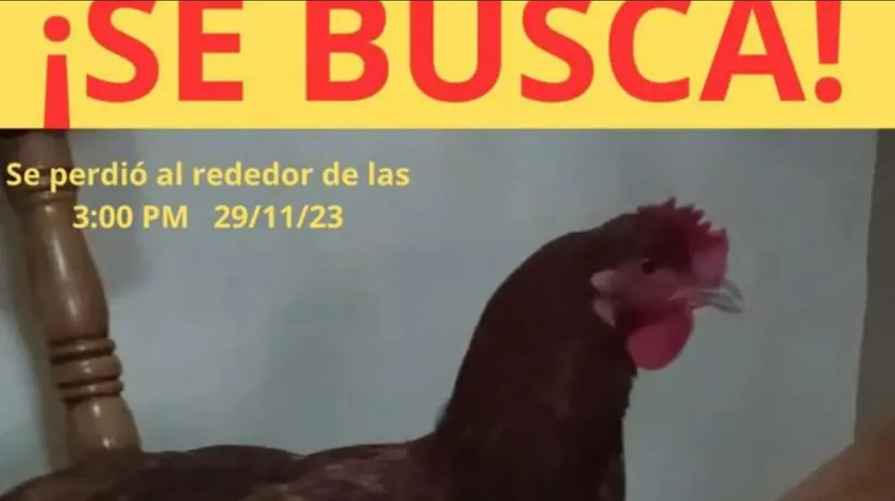 Niño busca a su gallina 'Gorda', pide ayuda en internet