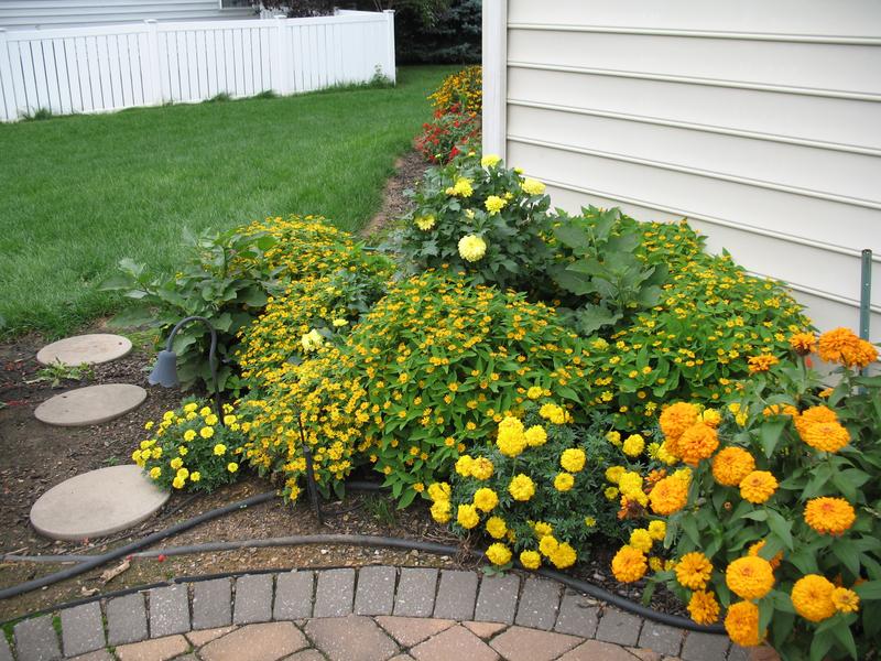 Lawn and Gardens 08.19.2018  (4)