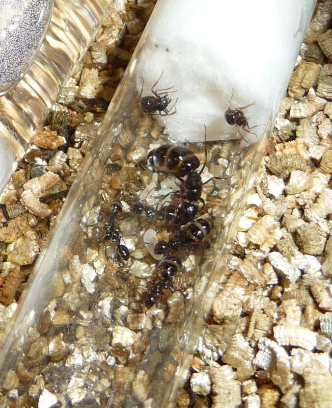 0107-Camponotus-brood.jpg