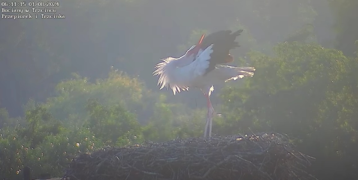 przepioreczekzranagonicelebryte