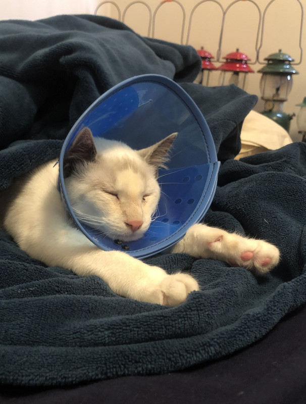 D52AE878-7D2A-49F0-BDE8-BAB9316EC7F3