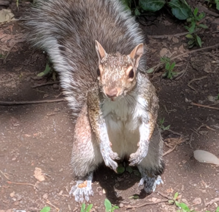 IMAGE OF SQUIRREL