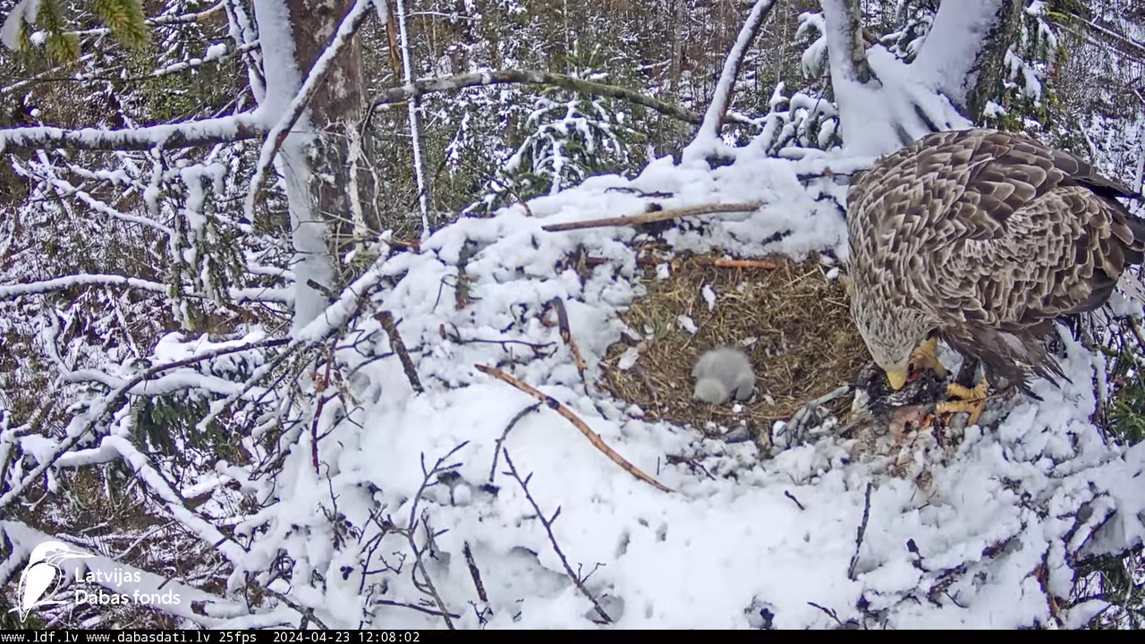 Jūras ērgļi (Haliaeetus albicilla) Ķemeru nacionālais parks - LDF tiešraide 13-40-57 screenshot