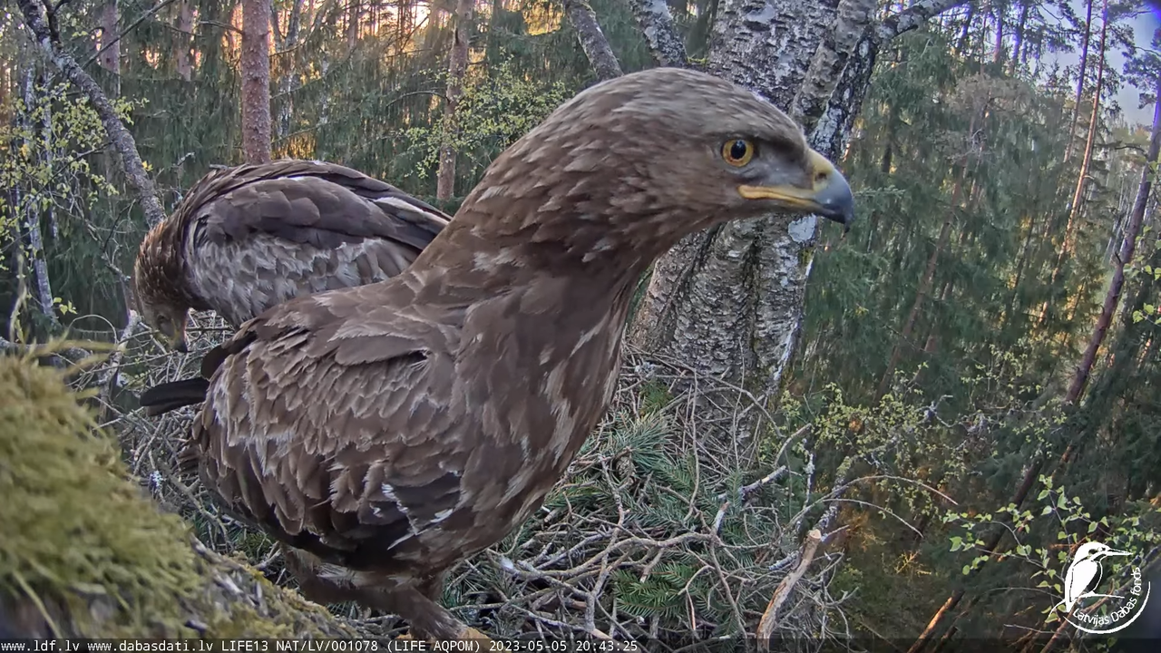 LDF Mazais ērglis (Clanga pomarina), ligzda bērzā 10-29-0 screenshot