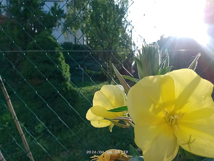 https://i.postimg.cc/prYwWTQh/ligetszepe2-2026.jpg