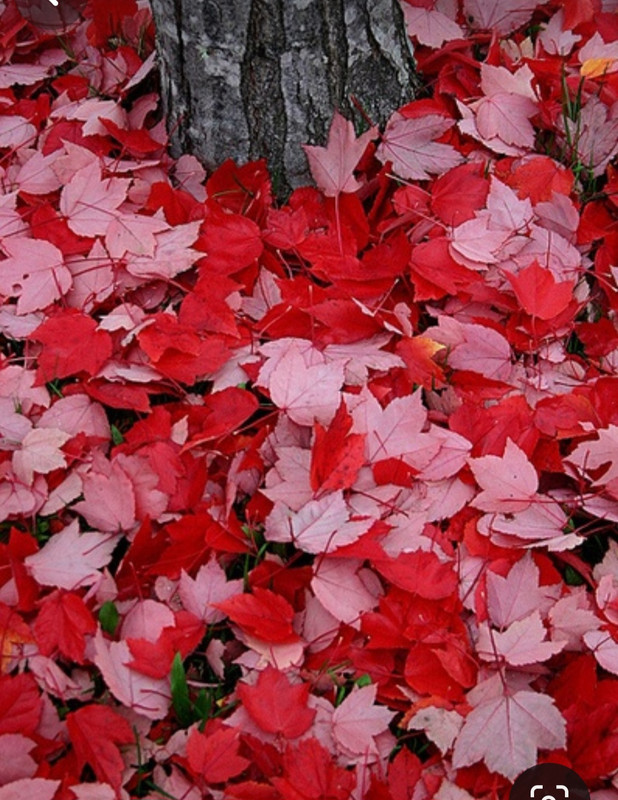 Screenshot_20231112_230759_Pinterest