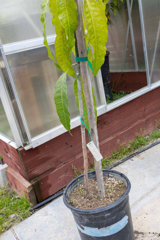 8U1A7599  Sweet Tart Mango Seedling Lower Rootstock (3-4-2023)