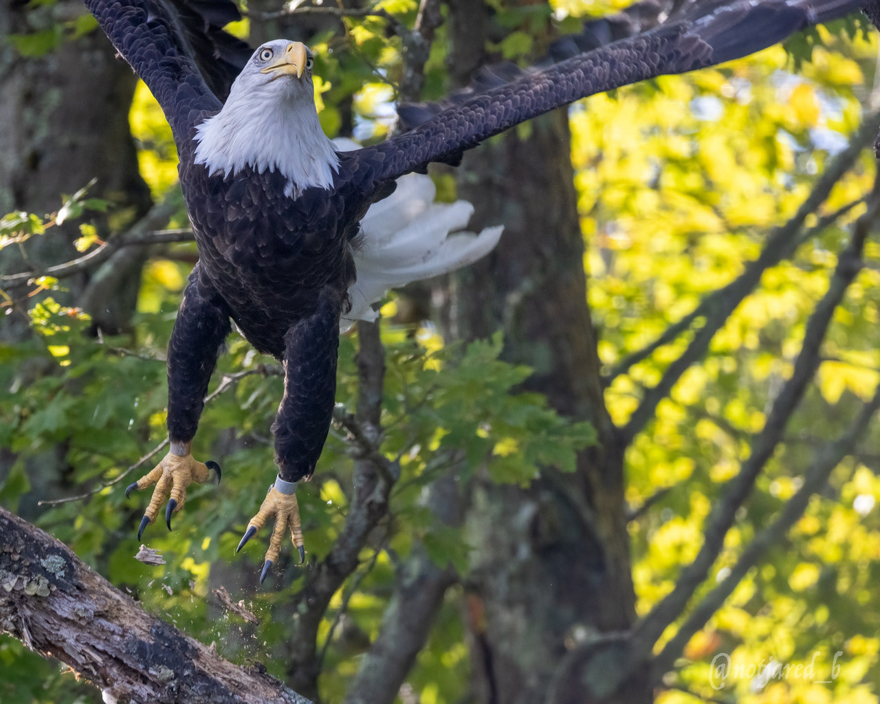 bafkreiamoc75wy7zx2u2kupaifubmp65jdmnp6wqdfwokivixixlte35wi