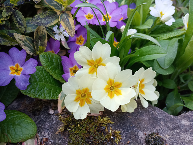 Primeln im Frühling 2026