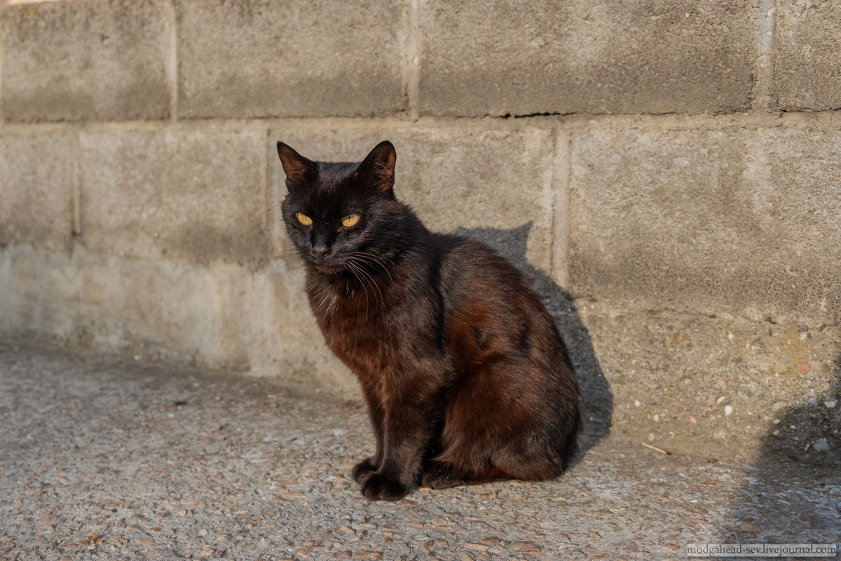 Cats-TES-2798
