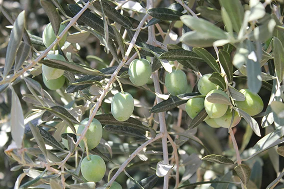 Wild thyme and oleander blooming along the Lycian Way hiking trail in spring