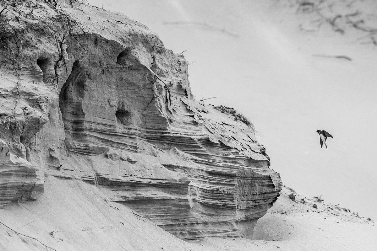 Oeverzwaluw voor steile duinwand