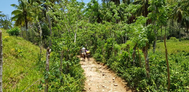 DIA 4 - EXCURSION A SAMANA, CASCADA DEL LIMON E ISLA BACARDI - Hotel Grand Sirenis Punta Cana + Samana + Cortecito (55)