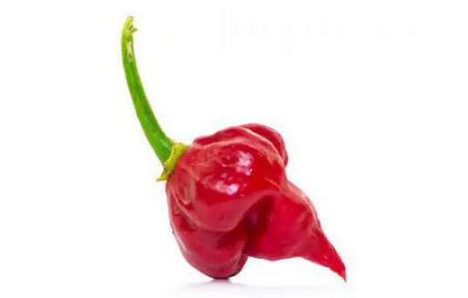 Trinidad Scorpion "Butch T"