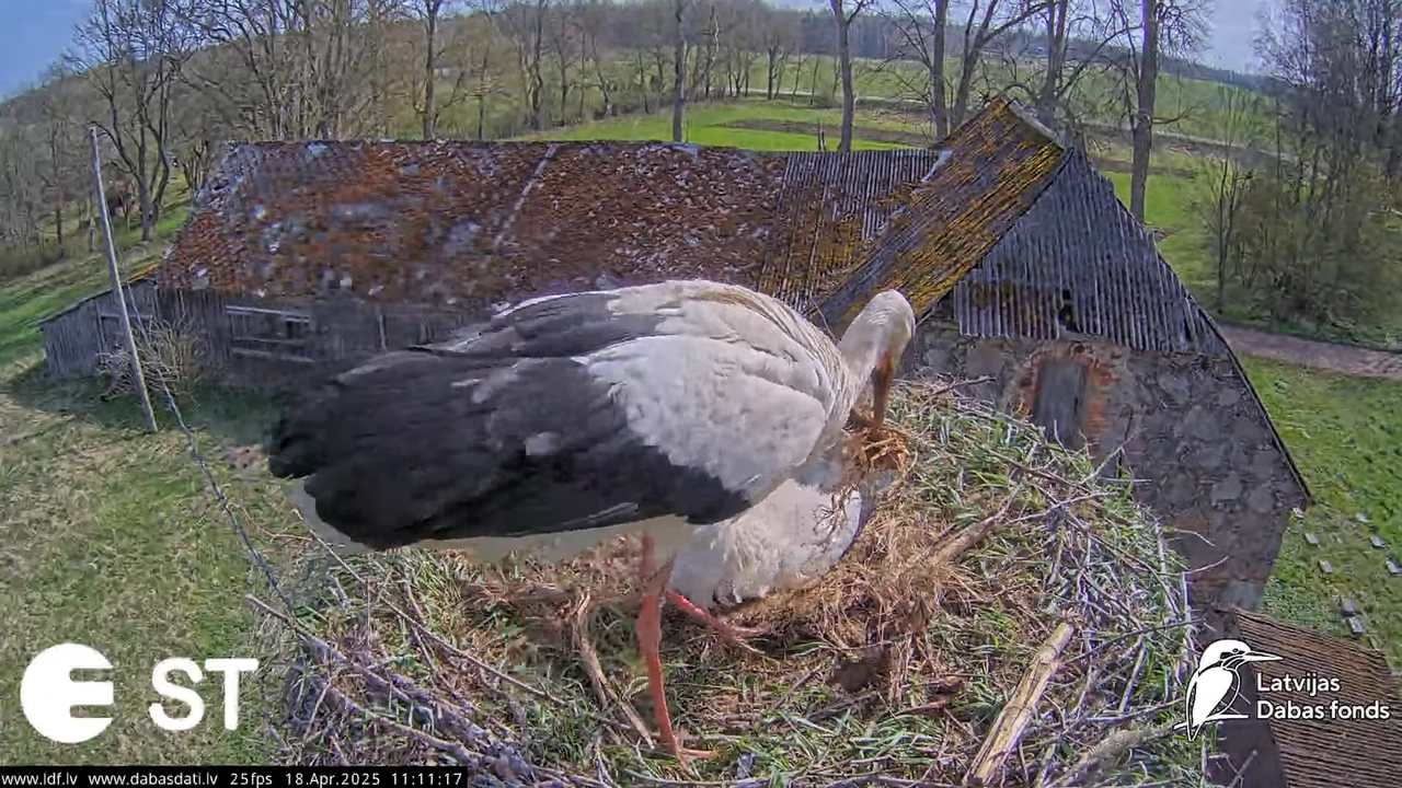 (22) Baltie stārķi (Ciconia ciconia) Tukuma novadā __ White storks in Tukums, Latvia - YouTube - 746
