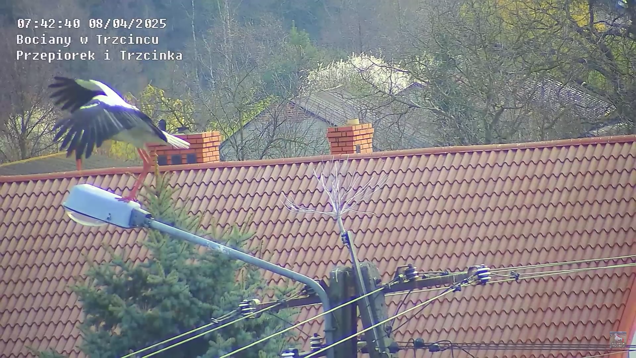 08042025bociannalatarni_4