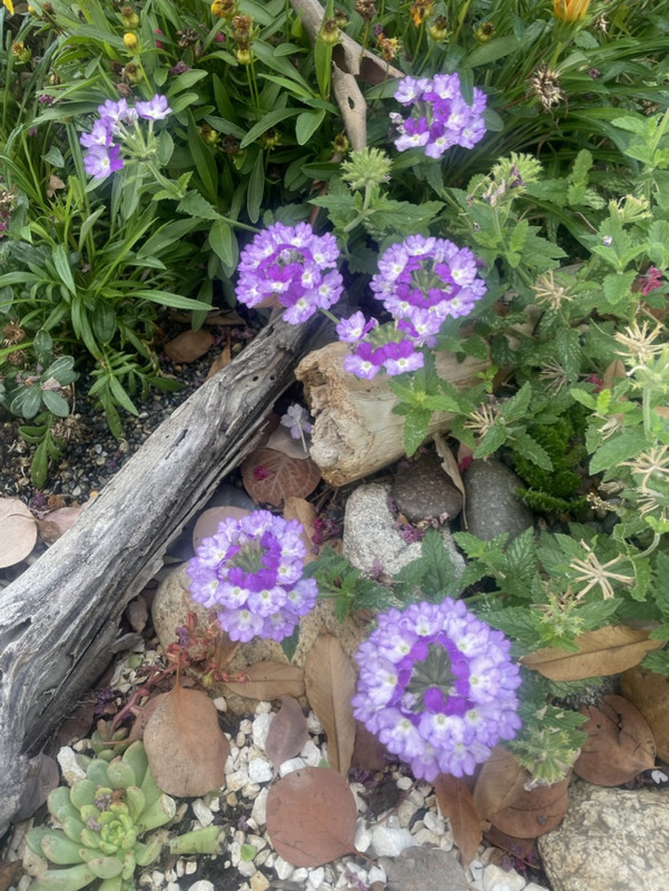 54B85E75-0A82-4B58-B262-0B99D6AEF430_1_105_c