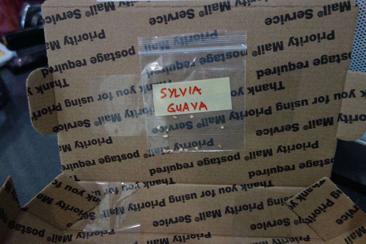 Sylvia Guava-Seeds-pic102