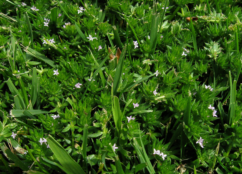tiny-flowers.jpg
