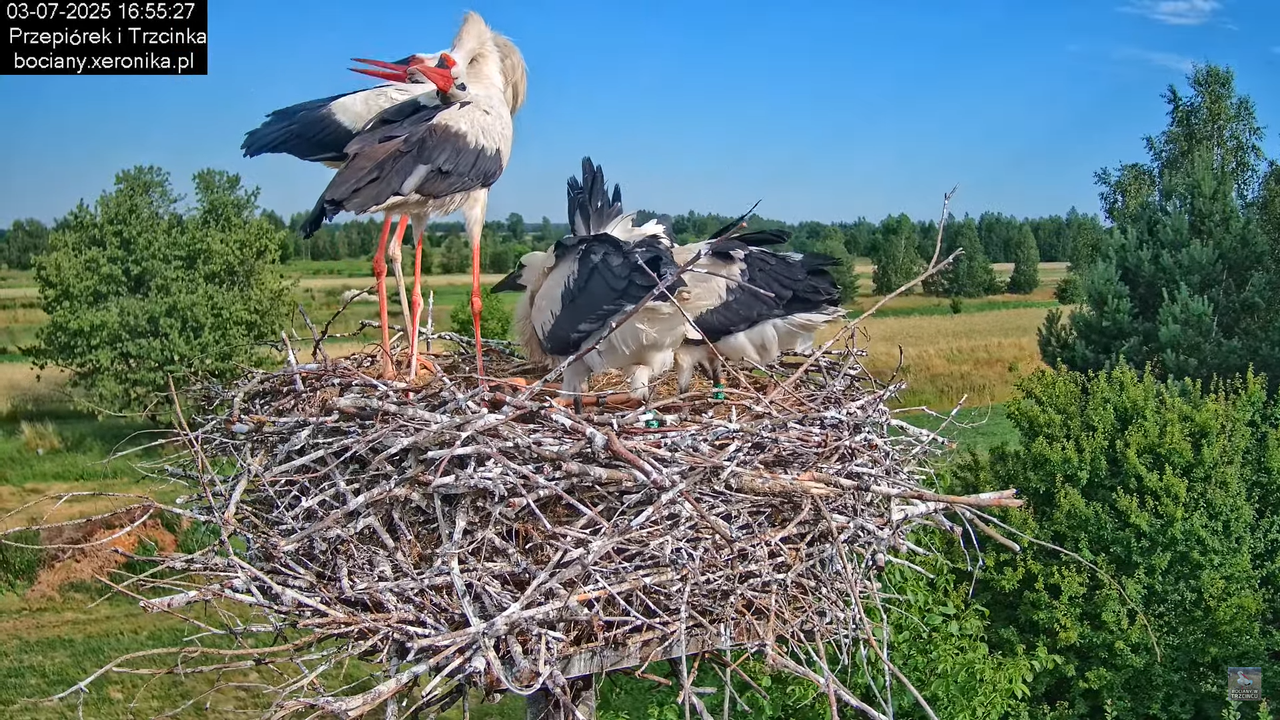 03072025bociany46