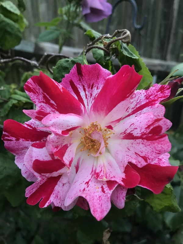 66D686DA-9983-4F1C-BDF8-FCE3F5A9E0C8