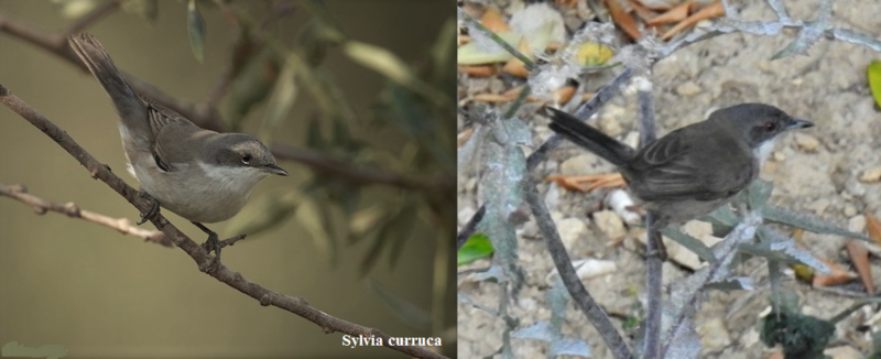 Pedido de ID - Toutinegra - 12/5 Douro Internacional - Página 2 Comparativo-11