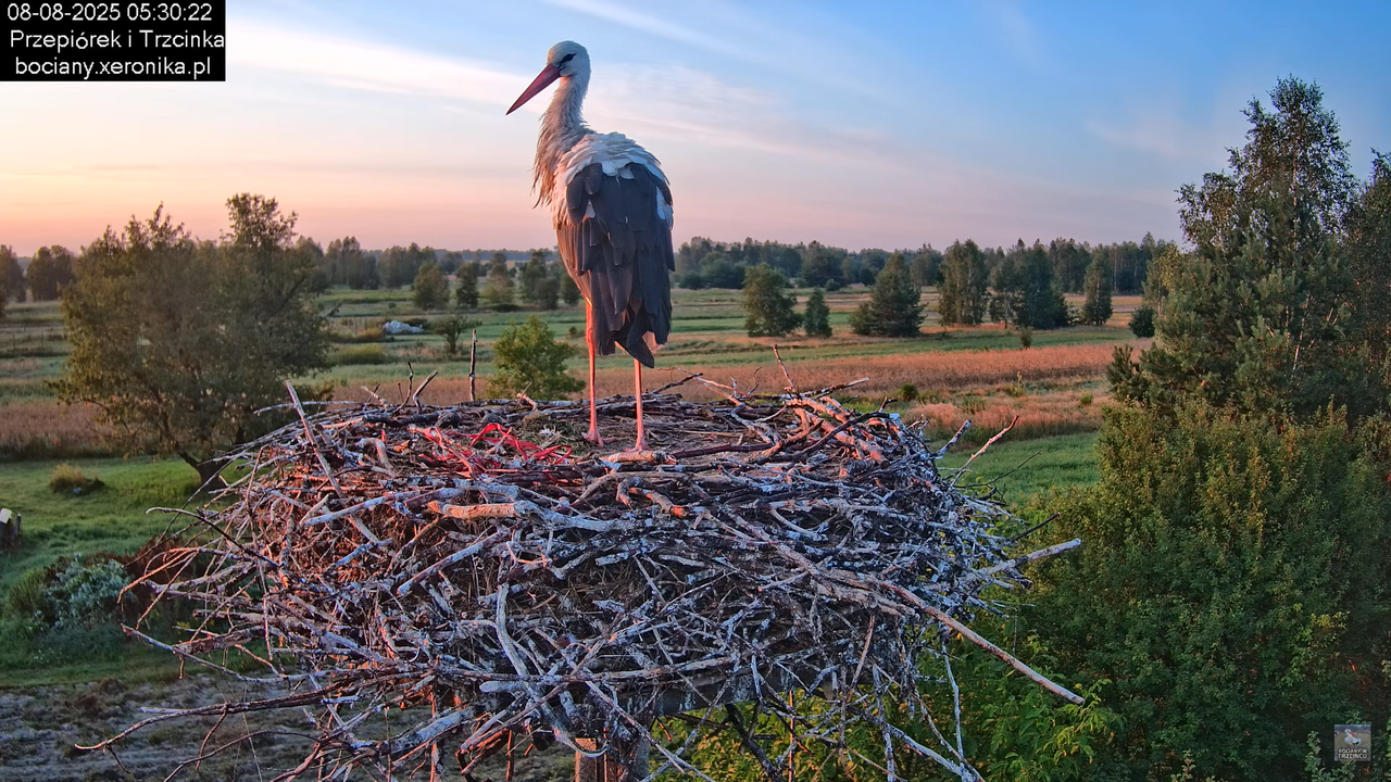 08082025bociany3