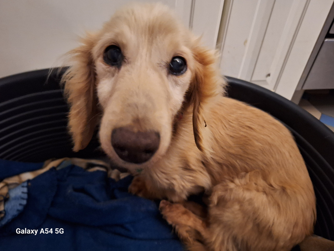 [Image: 20240711-194852.jpg]