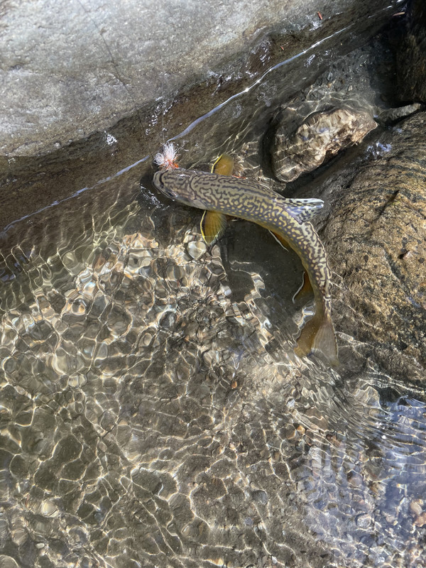 0690CA1A-05D8-435B-8080-EE2CE82087D5