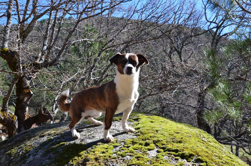 RUTA EMBALSE DEL HORCAJO Y GARGANTAS DEL VALLE DEL TIETAR-20-2-2016-AVILA - Paseando por España-1991/2016 (20)