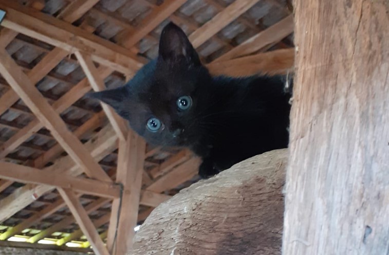 https://i.postimg.cc/prmHcJ2b/choupi.jpg