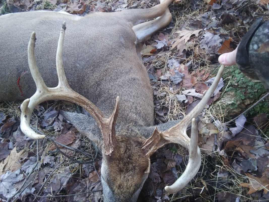 Pa buck with jacketed