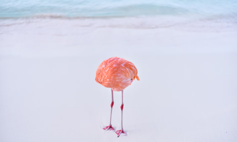 flamingo-800x480