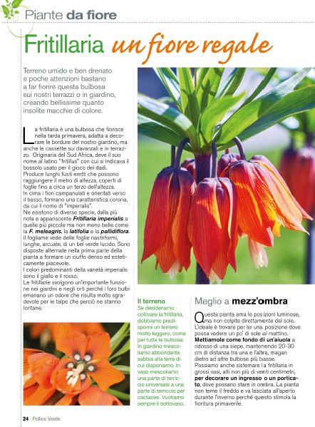 Pol Verde Apr 2020 (5)