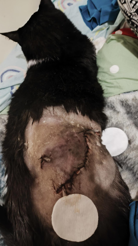 Messenger_creation_F07A0B2C-6457-474D-B82B-5C4BFB5E8A66