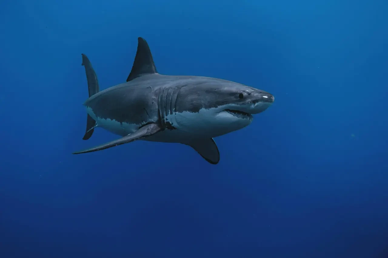 sharks