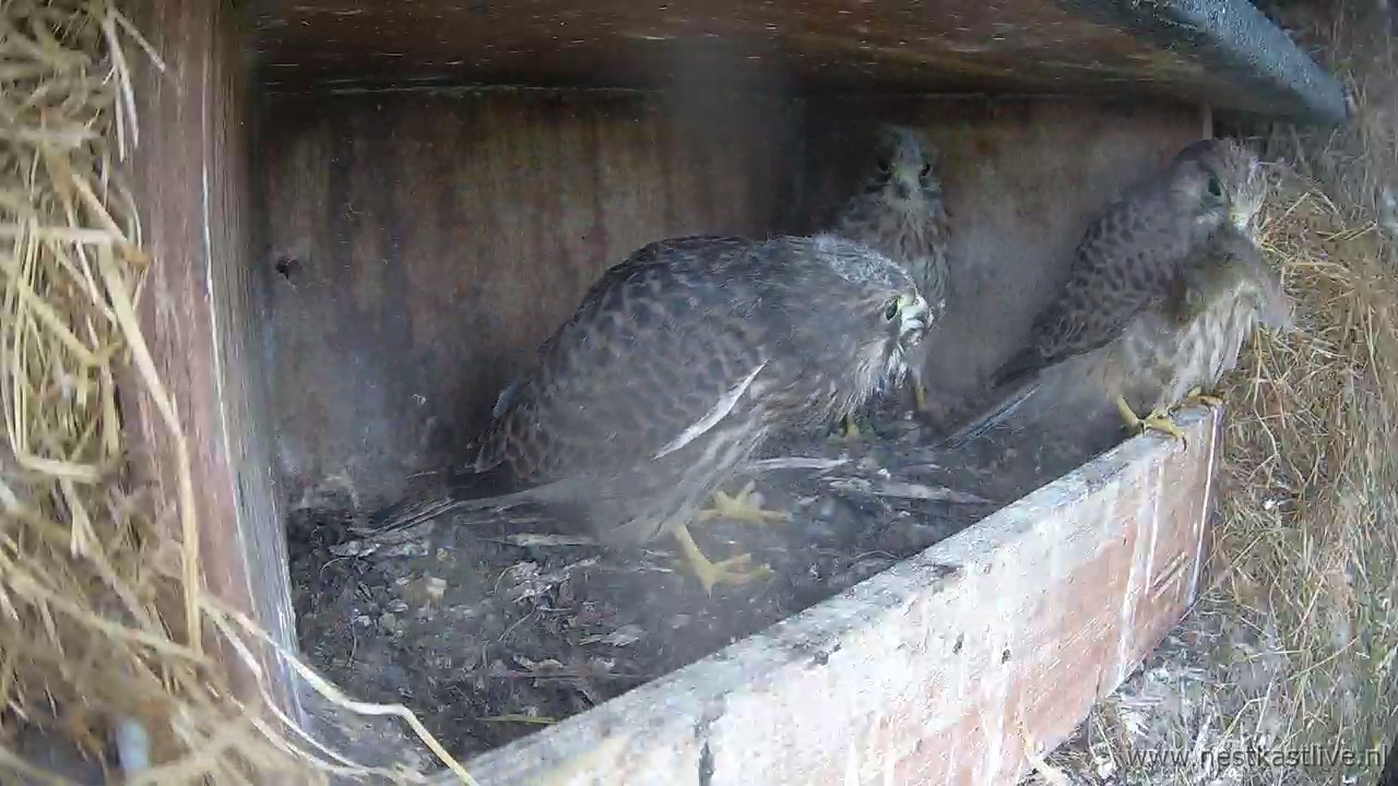 snapshot - 2025-07-04T164339.792