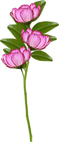 KBK_PrettyRabbit (52)