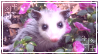 possum