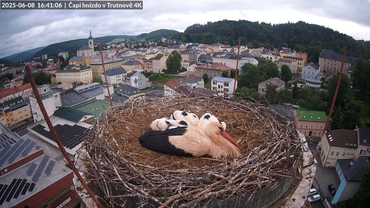 Živě z čapího hnízda na pivovarském komíně v Trutnově 14-10-7 screenshot