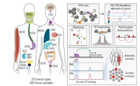 癌症染色质可及性图谱_1