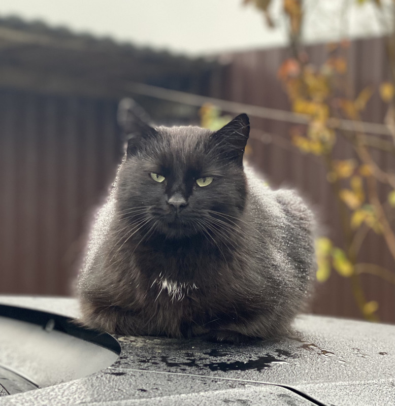 943F02E1-A907-4108-8668-50F6DC33D489