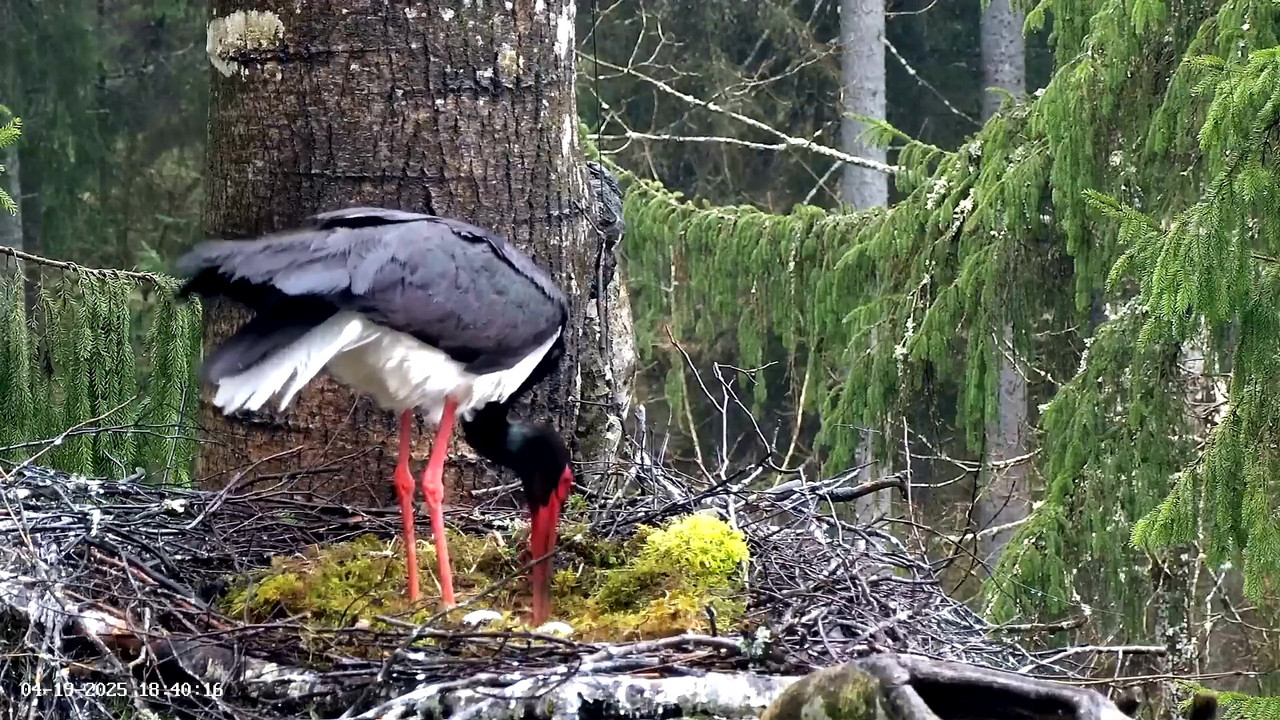 vlcsnap-2025-04-20-09h37m13s366