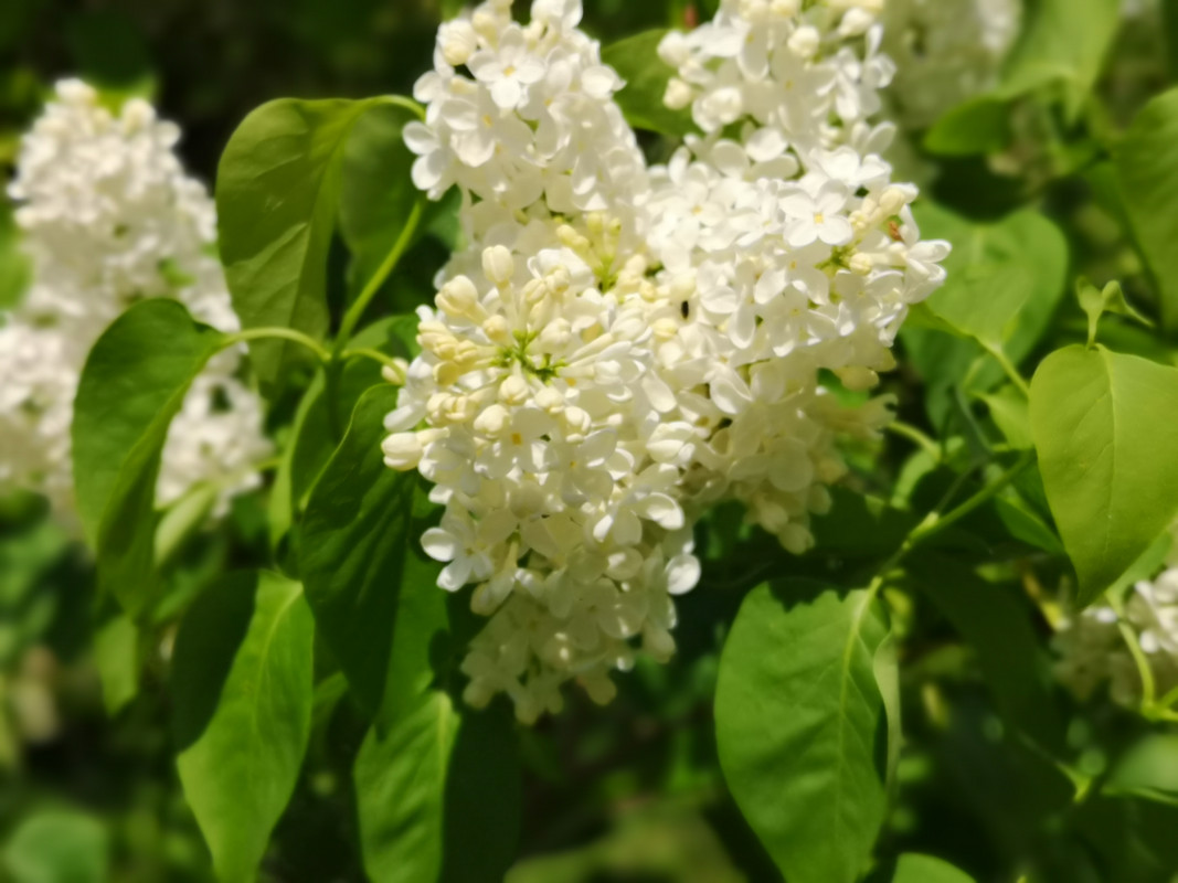 [Obrazek: IMG-20190511-120520.jpg]