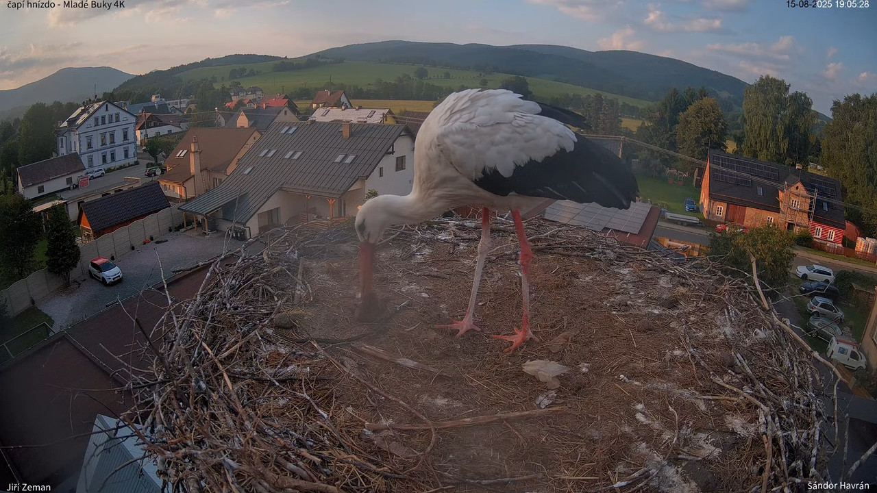 Živá kamera - Mladé Buky - čapí hnízdo 4K 12-14-17 screenshot