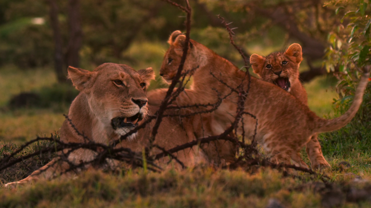 vlcsnap-2020-12-04-06h53m16s940